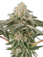 Black Lily (Sensi Seeds), feminisierte Samen