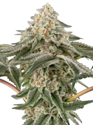 Black Lily (Sensi Seeds), feminisierte Samen