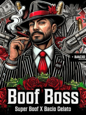Boof Boss (Elev8), feminisierte Samen