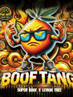 Boof Tang (Elev8), feminisierte Samen – Bild 2