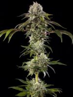 Durban Poison Strain (Barney's Farm), feminisierte Samen