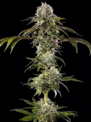 Durban Poison Strain (Barney's Farm), feminisierte Samen