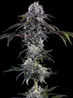 Durban Z Strain (Barney's Farm), feminisierte Samen