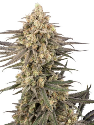 Frosted Grapes XXL (Sensi Seeds), feminisierte Samen