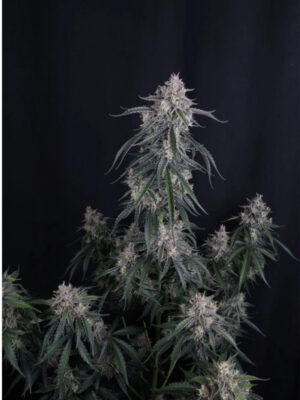 GMO Auto  (FastBuds), autoflowering Samen