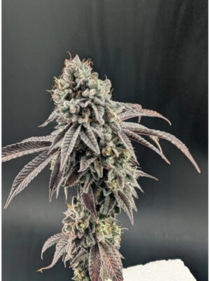 Garlic Mint Sherbet  (FastBuds), feminisierte Seeds