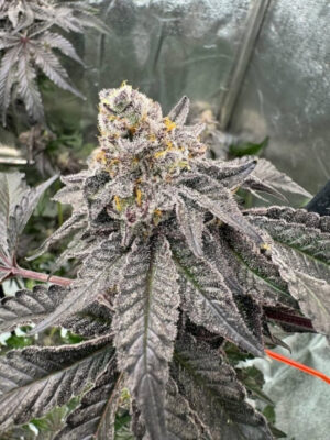 Gary Sherbet  (FastBuds), feminisierte Seeds