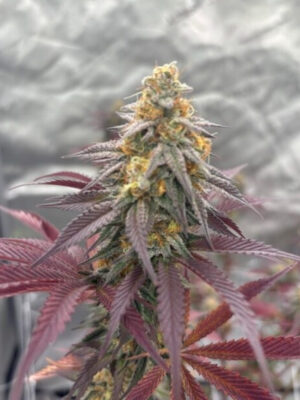 Grape Zenzu (Elev8), feminisierte Samen