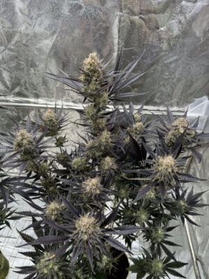 Guava Auto RF3  (FastBuds), autoflowering Samen