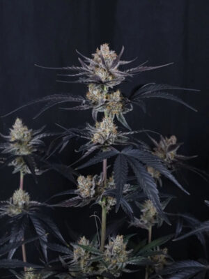 Guava Runtz Auto  (FastBuds), autoflowering Samen