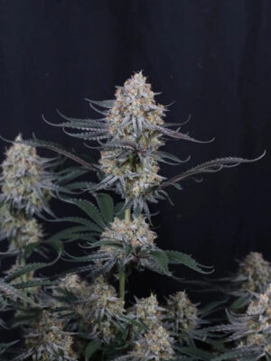 Guava Sundae Auto  (FastBuds), autoflowering Samen