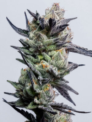 Huckleberry Punch (Elev8), feminisierte Samen