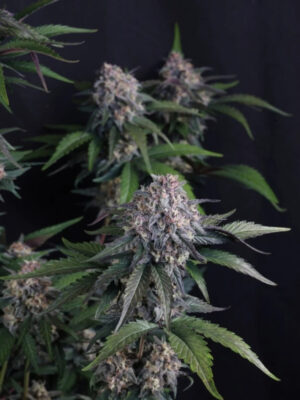 Lemon Cherry Sundae Auto  (FastBuds), autoflowering Samen