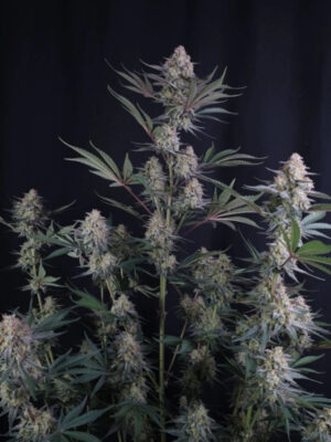 Lemon tree Auto  (FastBuds), autoflowering Samen