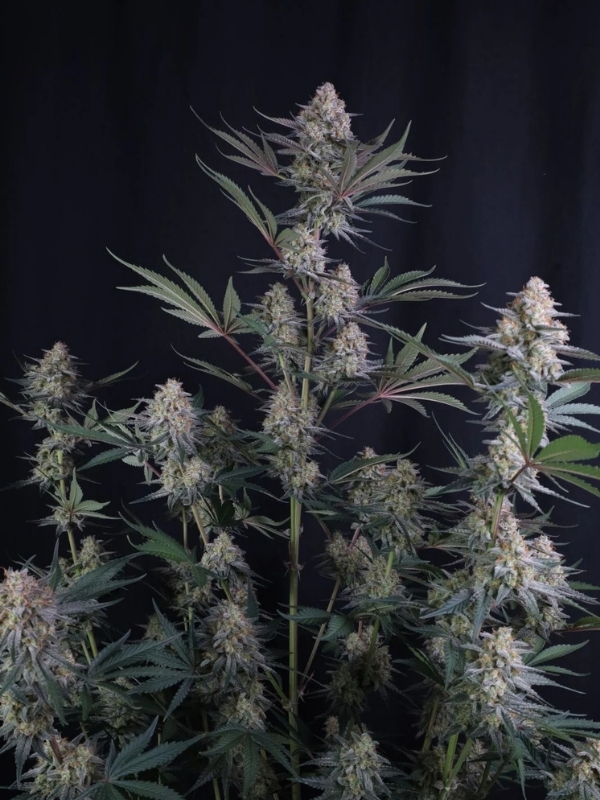 Lemon tree Auto FastBuds Lemon tree Auto (FastBuds), autoflowering Samen – Bild 1