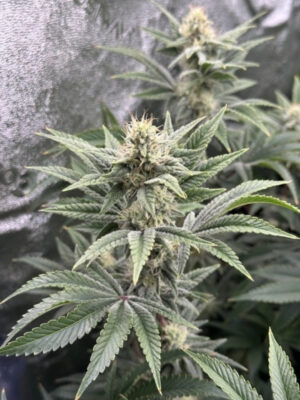 Lemon tree S1 (Elev8), feminisierte Samen
