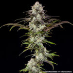 London Pound Cake (Barney's Farm), feminisierte Samen