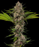 Mac 1  (Barney's Farm), feminisierte Samen