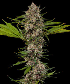 Mac 1  (Barney's Farm), feminisierte Samen