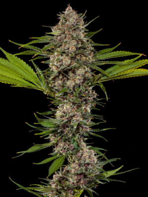 Mac 1  (Barney's Farm), feminisierte Samen