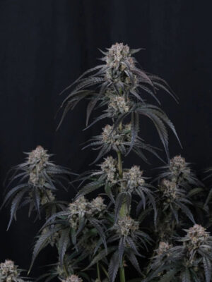 Mango Frost Auto  (FastBuds), autoflowering Samen