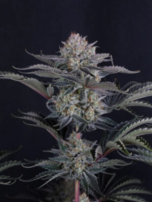Mendo Frost Auto (FastBuds), autoflowering Samen