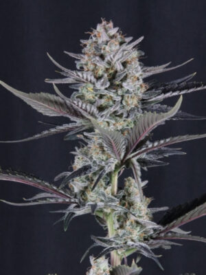 Mendo Guava Auto (FastBuds), autoflowering Samen