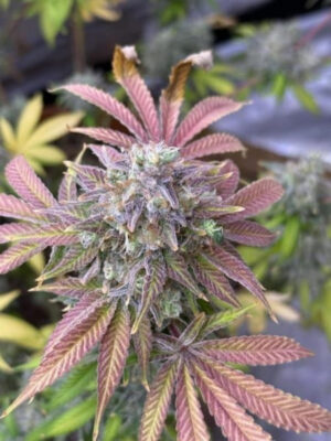 Papaya Sorbet (Elev8), feminisierte Samen