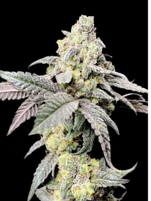 Purple Cherry Ripple Strain (Elev8), feminisierte Samen