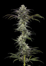 RS11 (Barney's Farm), feminisierte Samen