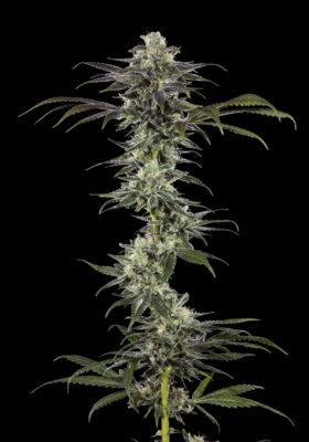 RS11 (Barney's Farm), feminisierte Samen