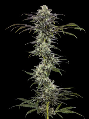 RS11 (Barney's Farm), feminisierte Samen