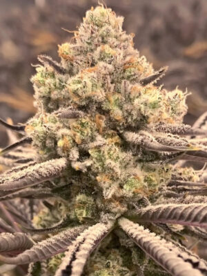Sour Grape Punch (Elev8), feminisierte Samen