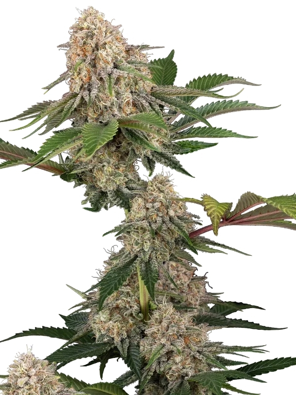 Sticky Berry Mints Sensi seeds Sticky Berry Mints XXL (Sensi Seeds), feminisierte Samen – Bild 1