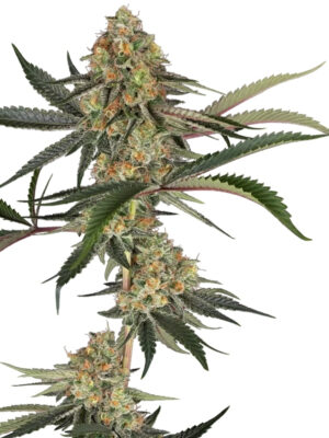 Super Lemon Cherry  (Sensi Seeds), feminisierte Samen