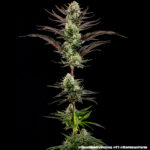 Thin Mint Frosting  (Barney's Farm), feminisierte Samen