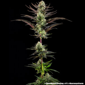 Thin Mint Frosting  (Barney's Farm), feminisierte Samen