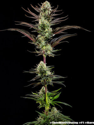 Thin Mint Frosting  (Barney's Farm), feminisierte Samen