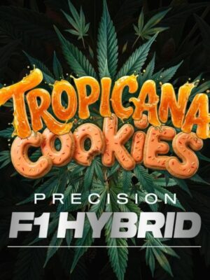 Tropicana Cookies Auto (Barney's Farm), autoflowering Samen