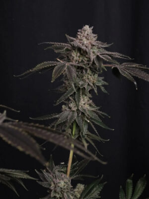 Z 42  (FastBuds), feminisierte Seeds