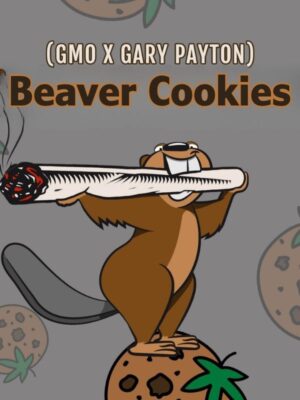 Beaver Cookies Strain (Elev8), feminisierte Samen