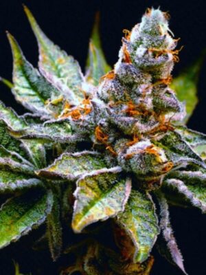 Birthday Punch Strain (Elev8), feminisierte Samen