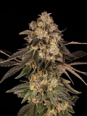 Cherry Fritter (Cookies), feminisierte Samen