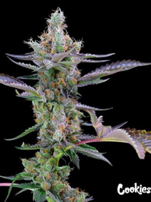 Dirty Money (Cookies), feminisierte Samen