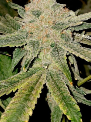 Gelato Kiss Strain (Elev8), feminisierte Samen
