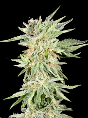 Gelato Sundae Strain (Elev8), feminisierte Samen