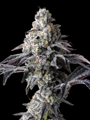 Lemon Cherry Gelato x Triple Scoop (Cookies), feminisierte Samen