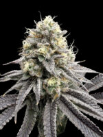 Melon Meltdown (Elev8), feminisierte Samen