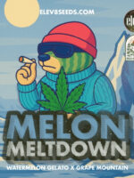 Melon Meltdown (Elev8), feminisierte Samen – Bild 2