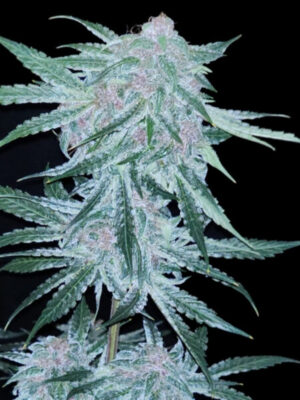 Midnight Bessie (Elev8), autoflowering Samen
